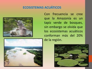 ECOSISTEMAS ACUÁTICOS
Con frecuencia se cree
que la Amazonía es un
tapiz verde de bosques,
sin embargo se olvida que
los ecosistemas acuáticos
conforman más del 20%
de la región.
 