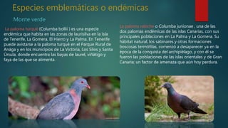 Especies emblemáticas o endémicas
Monte verde
La paloma turqué (Columba bollii ) es una especie
endémica que habita en las zonas de laurisilva en la isla
de Tenerife, La Gomera, El Hierro y La Palma. En Tenerife
puede avistarse a la paloma turqué en el Parque Rural de
Anága y en los municipios de La Victoria, Los Silos y Santa
Úrsula, donde encuentra las bayas de laurel, viñátigo y
faya de las que se alimenta.
La paloma rabíche o Columba junionae , una de las
dos palomas endémicas de las islas Canarias, con sus
principales poblaciones en La Palma y La Gomera. Su
hábitat natural, los sabinares y otras formaciones
boscosas termófilas, comenzó a desaparecer ya en la
época de la conquista del archipiélago, y con él se
fueron las poblaciones de las islas orientales y de Gran
Canaria; un factor de amenaza que aún hoy perdura.
 