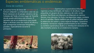 Especies emblemáticas o endémicas
 La curiosa forma de lanza del tajináste rojo (
Echium wildpretii ) y el llamativo color de sus
flores destacan en el paisaje volcánico de las
Cañadas del Teide, el único lugar de Tenerife
donde puede admirarse este arbusto. El
tajináste rojo es un endemismo que puede
llegar a alcanzar unos dos metros de altura y
que protagoniza numerosas fotografías y
postales, especialmente durante la
primavera.
Zona de cumbre
Retama del Teide (Spartocytisus supranubios).Arbusto
vigoroso y muy ramificado, de hasta 2 m de altura. Hojas
pequeñas, en grupos de tres, caducas y de color verde -
grisáceo. Sus flores son blancas y se disponen en racimos
densos, muy olorosos. Su fruto, una legumbre negra, contiene
de 4 a 6 semillas. Planta melífera que se utilizó también para
la obtención de carbón y como especie forrajera. Caracteriza
al retamar, formación vegetal predominante en las Cañadas;
su nombre supranubius alude a su distribución exclusiva en la
alta montaña canaria. Es un endemismo Canario.
 
