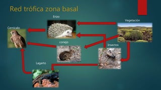Red trófica zona basal
Cernícalo
Erizo
conejo
Insectos
Lagarto
Vegetación
 