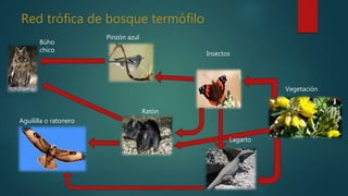 Red trófica de bosque termófilo
Búho
chico
Pinzón azul
Ratón
Lagarto
Insectos
Vegetación
Aguililla o ratonero
 