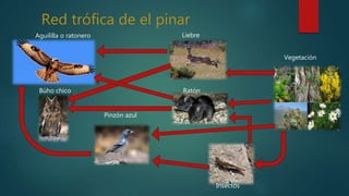 Red trófica de el pinar
Aguililla o ratonero
Pinzón azul
Liebre
Insectos
Vegetación
RatónBúho chico
 