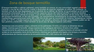 Zona de bosque termófilo
El bosque termófilo o sabinar-palmeral, como también se conoce, es una comunidad vegetal común en
Canarias y una de las más ricas en cuanto a diversidad de especies vegetales se refiere. Sin embargo, es
también una de las más degradadas por la pérdida de su hábitat, de hecho, en la actualidad se encuentra
seriamente amenazada. En él, se entremezclan especies típicas del matoral xerófilo o cardonal-tabaibal,
formación con la que colinda en la base, y por el otro extremo con otras del pinar, en las zonas más secas, o
del bosque monteverde, en las más húmedas. Las características climatológicas se asemejan a las del bosque
mediterráneo: precipitaciones entre 300 y 600 mm al año que se concentran en invierno, temperaturas medias
entre 15 y 19 ºC, y niveles buenos de insolación. Los árboles y arbustos de estas comunidades suelen ser de
tipo perenne y esclerófilo, si bien también se da el caso de alguna especie caducifolia
Numerosas aves encuentran cobijo y alimento en los palmerales. El mirlo y el cuervo se alimentan de sus
dátiles, mientras que el herrerillo atrapa insectos en los repliegues del tronco. El búho chico utiliza
frecuentemente las palmeras para anidar. Otras aves, como el cernícalo , la paloma bravía y el vencejo unicolor
anidan en los escarpados riscos de los barrancos, mientras que la alpispa está ligada a los arroyos y saucedas,
alimentándose de insectos acuáticos.Se encuentra entre 200 y 600 metros del nivel del mar.
 