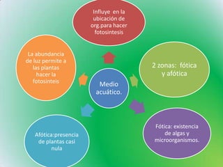 Medio
acuático.
Influye en la
ubicación de
org.para hacer
fotosintesis
2 zonas: fótica
y afótica
Fótica: existencia
de algas y
microorganismos.
Afótica:presencia
de plantas casi
nula
La abundancia
de luz permite a
las plantas
hacer la
fotosinteis
 