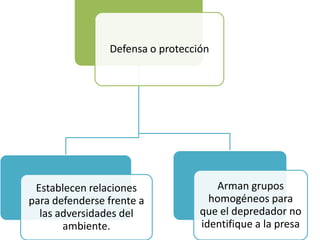 Defensa o protección
Establecen relaciones
para defenderse frente a
las adversidades del
ambiente.
Arman grupos
homogéneos para
que el depredador no
identifique a la presa
 