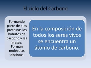 El ciclo del Carbono
Formando
parte de : las
proteínas los
hidratos de
carbono y las
grasas.
Forman
moléculas
distintas
En la composición de
todos los seres vivos
se encuentra un
átomo de carbono.
 