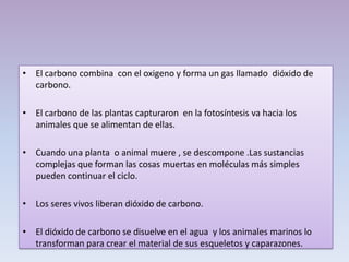 • El carbono combina con el oxigeno y forma un gas llamado dióxido de
carbono.
• El carbono de las plantas capturaron en la fotosíntesis va hacia los
animales que se alimentan de ellas.
• Cuando una planta o animal muere , se descompone .Las sustancias
complejas que forman las cosas muertas en moléculas más simples
pueden continuar el ciclo.
• Los seres vivos liberan dióxido de carbono.
• El dióxido de carbono se disuelve en el agua y los animales marinos lo
transforman para crear el material de sus esqueletos y caparazones.
 