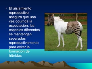• El aislamiento
reproductivo
asegura que una
vez ocurrida la
especiación, las
especies diferentes
se mantengan
separadas
reproductivamente
para evitar la
formación de
híbridos
 