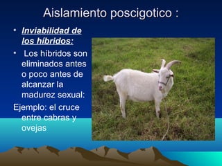 Aislamiento poscigotico :Aislamiento poscigotico :
• Inviabilidad de
los híbridos:
• Los híbridos son
eliminados antes
o poco antes de
alcanzar la
madurez sexual:
Ejemplo: el cruce
entre cabras y
ovejas
 