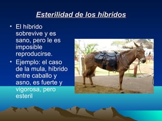 Esterilidad de los híbridosEsterilidad de los híbridos
• El híbrido
sobrevive y es
sano, pero le es
imposible
reproducirse.
• Ejemplo: el caso
de la mula, híbrido
entre caballo y
asno, es fuerte y
vigorosa, pero
esteril
 