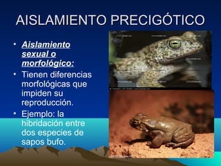 AISLAMIENTO PRECIGÓTICOAISLAMIENTO PRECIGÓTICO
• Aislamiento
sexual o
morfológico:
• Tienen diferencias
morfológicas que
impiden su
reproducción.
• Ejemplo: la
hibridación entre
dos especies de
sapos bufo.
 