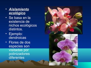 • Aislamiento
ecológico
• Se basa en la
existencia de
nichos ecológicos
distintos.
• Ejemplo:
dendroicas
• Flores de dos
especies son
visitadas por
polinizadores
diferentes
 