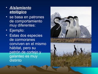 • Aislamiento
etológico
• se basa en patrones
de comportamiento
muy diferentes:
• Ejemplo:
• Estas dos especies
de cormoranes
conviven en el mismo
hábitat, pero su
patrón de cortejo y
galanteo es muy
distinto
 