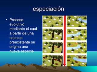 especiaciónespeciación
• Proceso
evolutivo
mediante el cual
a partir de una
especie
preexistente se
origina una
nueva especie
 