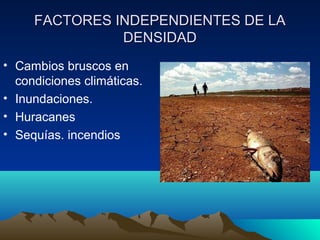 FACTORES INDEPENDIENTES DE LAFACTORES INDEPENDIENTES DE LA
DENSIDADDENSIDAD
• Cambios bruscos en
condiciones climáticas.
• Inundaciones.
• Huracanes
• Sequías. incendios
 