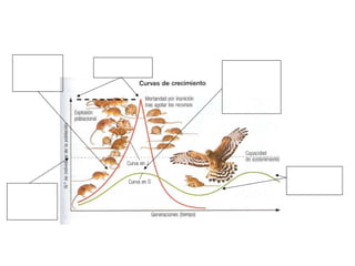 Crecimiento
exponencial,
sin limitación
de recursos
Crecimiento
sólo exponencial
en primera fase,
hasta capacidad
de carga o de
sostenimiento
Valor de la
capacidad de
carga (k) o
sostenimiento
Oscilaciones
naturales de la
población
Tamaño máximo
de la población
 