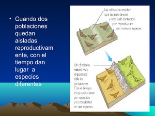 • Cuando dos
poblaciones
quedan
aisladas
reproductivam
ente, con el
tiempo dan
lugar a
especies
diferentes
 