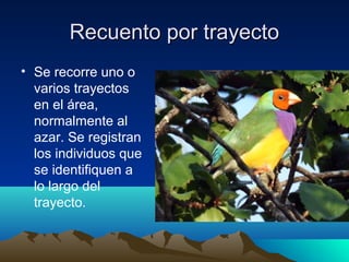 Recuento por trayectoRecuento por trayecto
• Se recorre uno o
varios trayectos
en el área,
normalmente al
azar. Se registran
los individuos que
se identifiquen a
lo largo del
trayecto.
 
