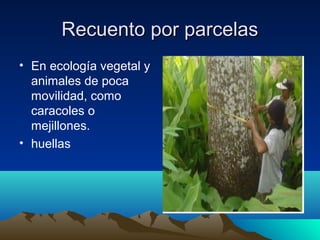 Recuento por parcelasRecuento por parcelas
• En ecología vegetal y
animales de poca
movilidad, como
caracoles o
mejillones.
• huellas
 