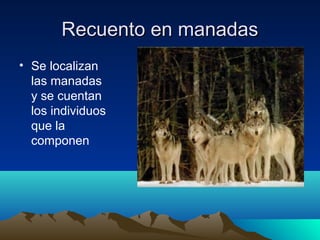 Recuento en manadasRecuento en manadas
• Se localizan
las manadas
y se cuentan
los individuos
que la
componen
 
