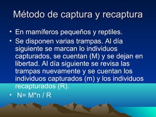 Método de captura y recapturaMétodo de captura y recaptura
• En mamíferos pequeños y reptiles.
• Se disponen varias trampas. Al día
siguiente se marcan lo individuos
capturados, se cuentan (M) y se dejan en
libertad. Al día siguiente se revisa las
trampas nuevamente y se cuentan los
individuos capturados (m) y los individuos
recapturados (R).
• N= M*n / R
 