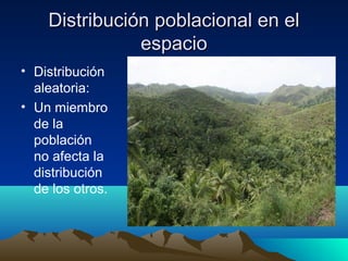 Distribución poblacional en elDistribución poblacional en el
espacioespacio
• Distribución
aleatoria:
• Un miembro
de la
población
no afecta la
distribución
de los otros.
 