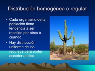 Distribución homogénea o regularDistribución homogénea o regular
• Cada organismo de la
población tiene
tendencia a ser
repelido por otros o
cuando.
• Hay distribución
uniforme de los
recursos para poder
acceder a ellos
 