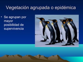 Vegetación agrupada o epidémicaVegetación agrupada o epidémica
• Se agrupan por
mayor
posibilidad de
supervivencia
 