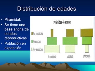 Distribución de edadesDistribución de edades
• Piramidal:
• Se tiene una
base ancha de
edades
reproductivas.
• Población en
expansión
 