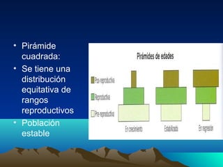 • Pirámide
cuadrada:
• Se tiene una
distribución
equitativa de
rangos
reproductivos
• Población
estable
 