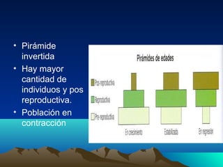 • Pirámide
invertida
• Hay mayor
cantidad de
individuos y pos
reproductiva.
• Población en
contracción
 