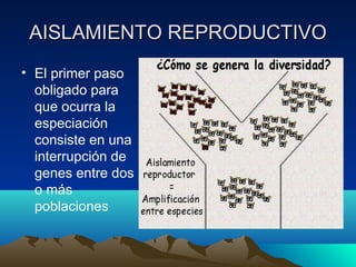AISLAMIENTO REPRODUCTIVOAISLAMIENTO REPRODUCTIVO
• El primer paso
obligado para
que ocurra la
especiación
consiste en una
interrupción de
genes entre dos
o más
poblaciones
 
