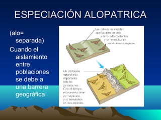 ESPECIACIÓN ALOPATRICAESPECIACIÓN ALOPATRICA
(alo=
separada)
Cuando el
aislamiento
entre
poblaciones
se debe a
una barrera
geográfica
 