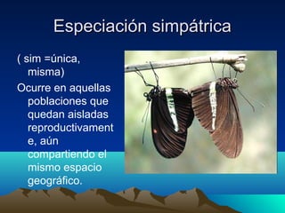 Especiación simpátricaEspeciación simpátrica
( sim =única,
misma)
Ocurre en aquellas
poblaciones que
quedan aisladas
reproductivament
e, aún
compartiendo el
mismo espacio
geográfico.
 