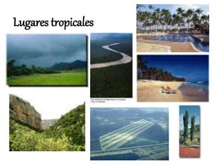 Lugares tropicales
 
