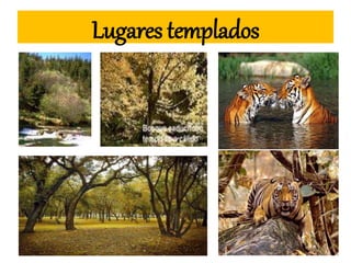 Lugares templados
 