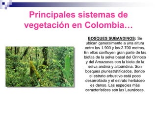Principales sistemas de
vegetación en Colombia…
               BOSQUES SUBANDINOS: Se
              ubican generalmente a una altura
             entre los 1.900 y los 2.700 metros.
             En ellos confluyen gran parte de las
             biotas de la selva basal del Orinoco
              y del Amazonas con la biota de la
                selva andina y altoandina. Son
              bosques pluriestratificados, donde
                 el estrato arbustivo está poco
              desarrollado y el estrato herbáceo
                 es denso. Las especies más
              características son las Lauráceas.
 