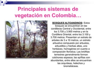 Principales sistemas de
vegetación en Colombia…
              BOSQUES ALTOANDINOS: Estos
                bosques se encuentran en las
            cordilleras Central y Occidental, entre
               los 3.700 y 3.900 metros y en la
             Cordillera Oriental, entre los 3.100 y
            3.700 metros. Presentan un estrato de
             arboles de 3 a 10 metros, un estrato
              arbustivo compuesto por arbustos,
                arbustillos y hierbas altas, uno
              herbáceo, homogéneo en cuanto a
              composición florística. Las briófitas
               terrestres generalmente forman
             colchones espesos; las epífitas son
            abundantes, entre ellas se encuentran
                   las orquídeas, helechos y
                         bromeliáceas.
 