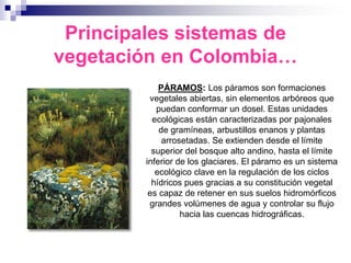 Principales sistemas de
vegetación en Colombia…
             PÁRAMOS: Los páramos son formaciones
          vegetales abiertas, sin elementos arbóreos que
            puedan conformar un dosel. Estas unidades
           ecológicas están caracterizadas por pajonales
             de gramíneas, arbustillos enanos y plantas
              arrosetadas. Se extienden desde el límite
           superior del bosque alto andino, hasta el límite
         inferior de los glaciares. El páramo es un sistema
            ecológico clave en la regulación de los ciclos
           hídricos pues gracias a su constitución vegetal
          es capaz de retener en sus suelos hidromórficos
          grandes volúmenes de agua y controlar su flujo
                   hacia las cuencas hidrográficas.
 