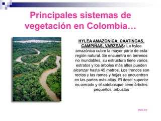 Principales sistemas de
vegetación en Colombia…
             HYLEA AMAZÓNICA, CAATINGAS,
               CAMPIÑAS, VARZEAS: La hylea
           amazónica cubre la mayor parte de esta
           región natural. Se encuentra en terrenos
           no inundables, su estructura tiene varios
            estratos y los árboles más altos pueden
          alcanzar hasta 45 metros. Los troncos son
           rectos y las ramas y hojas se encuentran
           en las partes más altas. El dosel superior
           es cerrado y el sotobosque tiene árboles
                      pequeños, arbustos



                                              INICIO
 