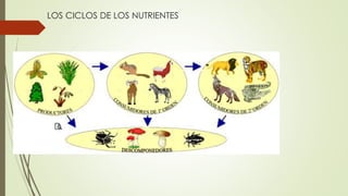 LOS CICLOS DE LOS NUTRIENTES
 