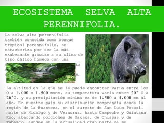 ECOSISTEMA SELVA ALTA
PERENNIFOLIA.
La selva alta perennifolia
también conocida como bosque
tropical perennifolio, se
caracteriza por ser la más
exuberante gracias a su clima de
tipo cálido húmedo con una
temporada sin lluvias muy corta
o inexistente, por lo que el
agua no es un factor limitante.
La altitud en la que se le puede encontrar varía entre los
0 a 1,000 o 1,500 msnm, su temperatura varía entre 20° C a
26°C, y su precipitación mínima es de 1,500 a 4,000 mm al
año. En nuestro país su distribución comprendía desde la
región de la Huasteca, en el sureste de San Luis Potosí,
norte de Hidalgo y de Veracruz, hasta Campeche y Quintana
Roo, abarcando porciones de Oaxaca, de Chiapas y de
 