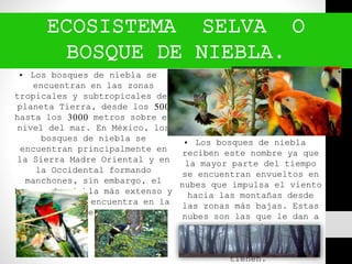 ECOSISTEMA SELVA O
BOSQUE DE NIEBLA.
• Los bosques de niebla se
encuentran en las zonas
tropicales y subtropicales del
planeta Tierra, desde los 500
hasta los 3000 metros sobre el
nivel del mar. En México, los
bosques de niebla se
encuentran principalmente en
la Sierra Madre Oriental y en
la Occidental formando
manchones, sin embargo, el
bosque de niebla más extenso y
conservado se encuentra en la
Sierra Madre de Chiapas.
• Los bosques de niebla
reciben este nombre ya que
la mayor parte del tiempo
se encuentran envueltos en
nubes que impulsa el viento
hacia las montañas desde
las zonas más bajas. Estas
nubes son las que le dan a
este tipo de bosque su
aspecto nublado, así como
la gran humedad que
tienen.
 