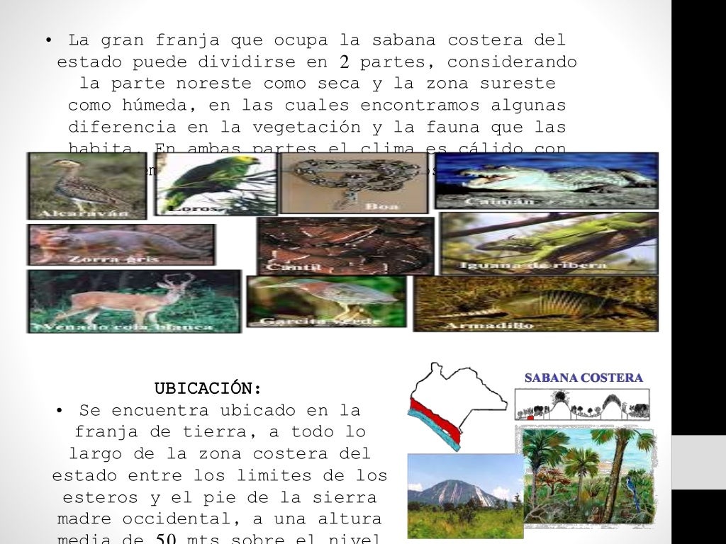 Ecosistemas De Chiapas ecosistemas-de-chiapas