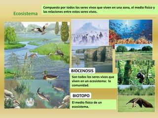 Compuesto por todos los seres vivos que viven en una zona, el medio físico y
las relaciones entre estos seres vivos.
Ecosistema
BIOCENOSIS
Son todos los seres vivos que
viven en un ecosistema: la
comunidad.
BIOTOPO
El medio físico de un
ecosistema.