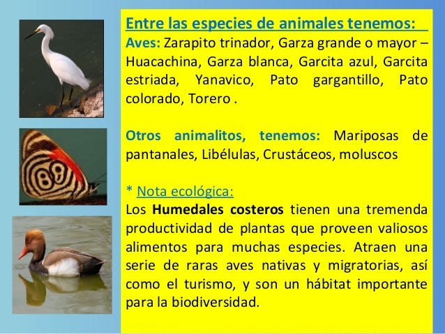 Resultado de imagen para animales del departamento de ica