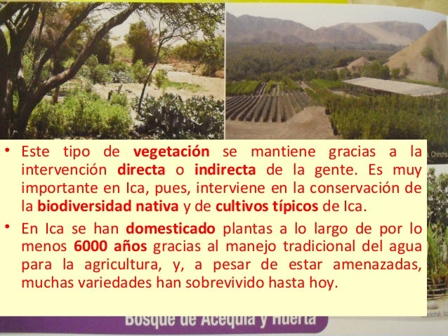 Resultado de imagen para plantas nativas de ica