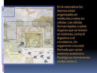 En la naturaleza los
átomos están
organizados en
moléculas y estas en
células. Las células
forman tejidos y estos
órganos que se reúnen
en sistemas, como el
digestivo o el
circulatorio. Un
organismo vivo está
formado por varios
sistemas anatómico-
fisiológicos íntimamente
unidos entre sí.
 