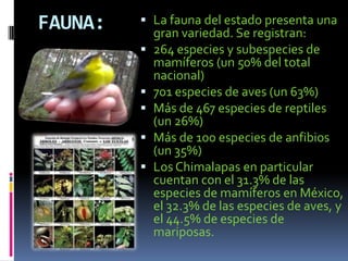 FAUNA:    La fauna del estado presenta una
           gran variedad. Se registran:
          264 especies y subespecies de
             mamíferos (un 50% del total
             nacional)
            701 especies de aves (un 63%)
            Más de 467 especies de reptiles
             (un 26%)
            Más de 100 especies de anfibios
             (un 35%)
            Los Chimalapas en particular
             cuentan con el 31.3% de las
             especies de mamíferos en México,
             el 32.3% de las especies de aves, y
             el 44.5% de especies de
             mariposas.
 
