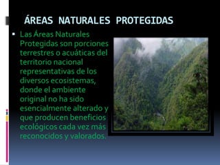 ÁREAS NATURALES PROTEGIDAS
 Las Áreas Naturales
  Protegidas son porciones
  terrestres o acuáticas del
  territorio nacional
  representativas de los
  diversos ecosistemas,
  donde el ambiente
  original no ha sido
  esencialmente alterado y
  que producen beneficios
  ecológicos cada vez más
  reconocidos y valorados.
 
